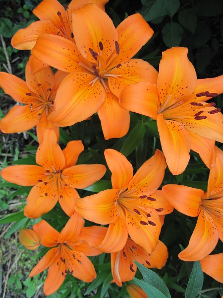 Orange Patio Lilies